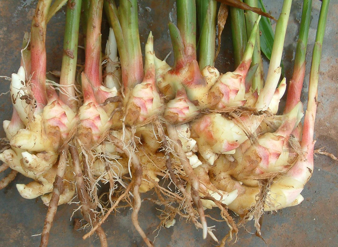 生姜生长周期达到多久适合做姜种,要种生姜的小技巧