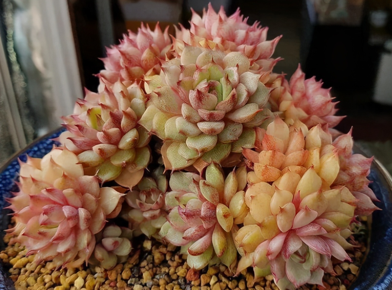 新手夏天养多肉5个保命秘籍,多肉高温雨季如何度夏养护