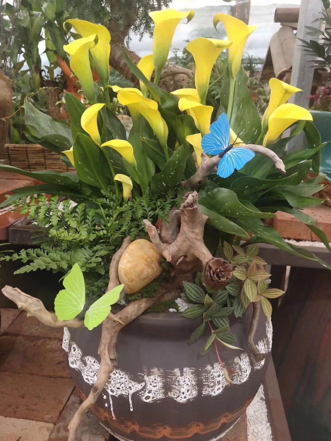 马蹄莲开花技术,让马蹄莲爆盆式开花