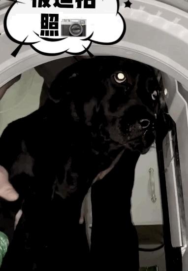 养狗真实感受图片,养狗黑的好还是黄色的好