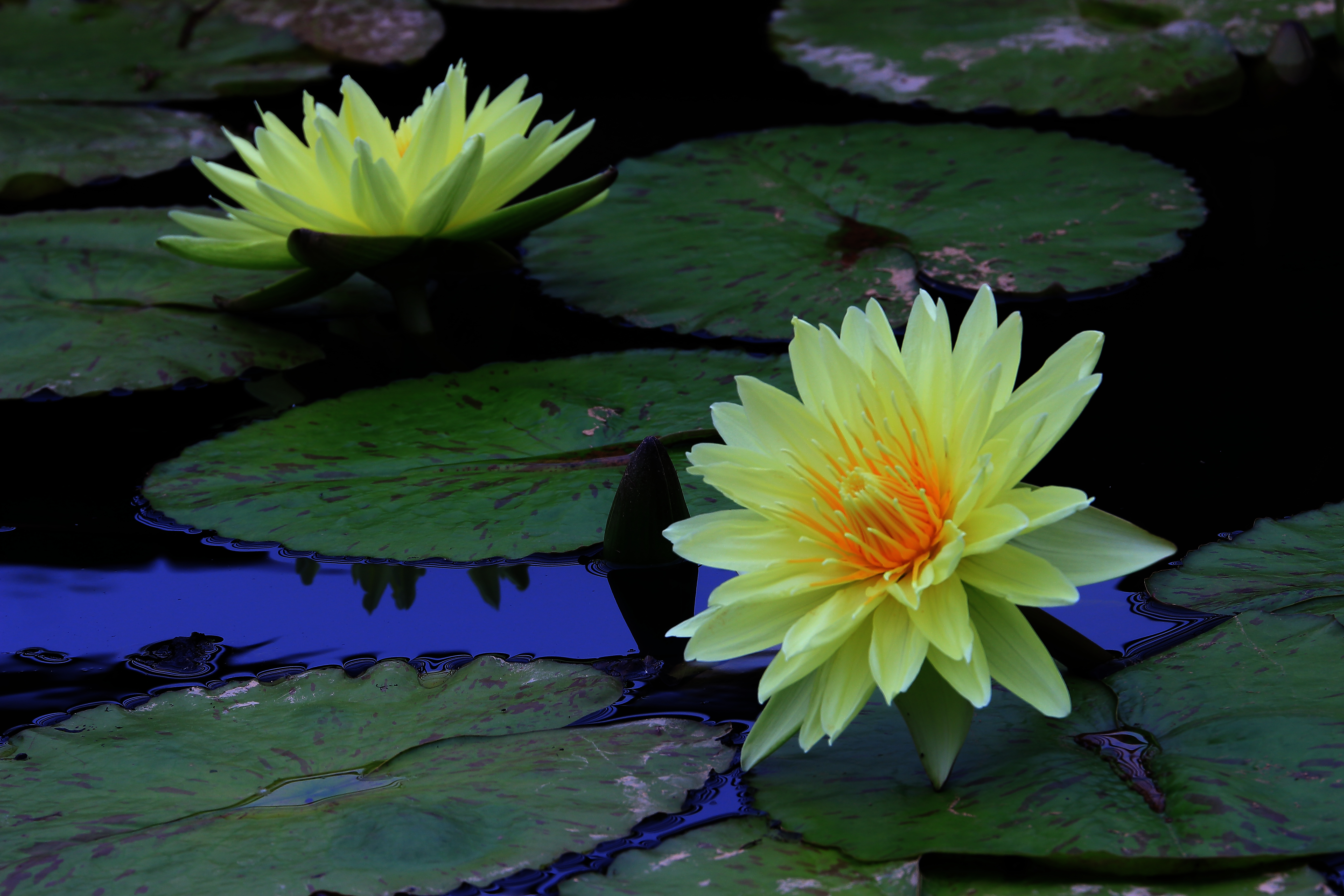 睡莲出尘的美,蔚蓝之美睡莲