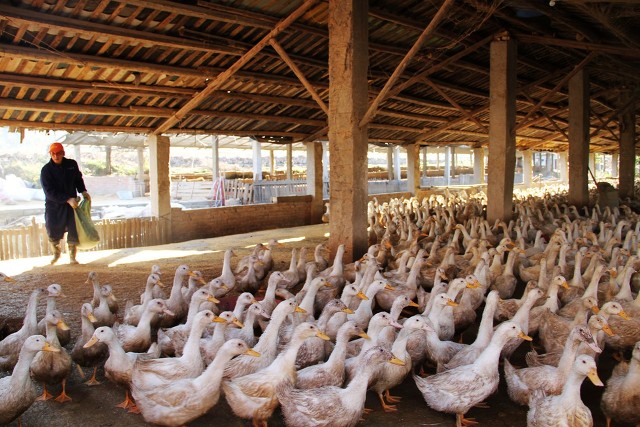 街上卖的烤鸭为什么那么便宜,大街上20几块钱的烤鸭