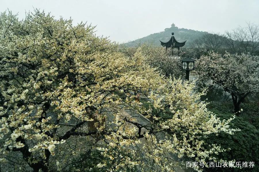 苏州西山网红打卡地樱花,苏州西山风景区有什么好玩的地方