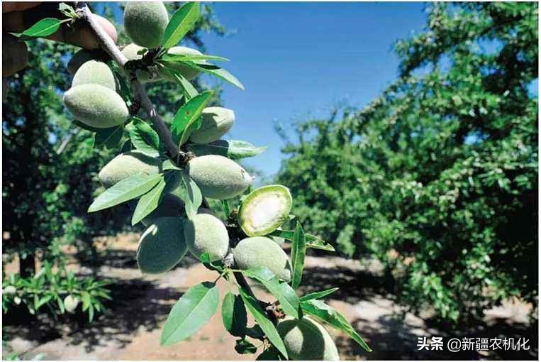 西域圣果巴旦木的功效,新疆西梅巴旦木