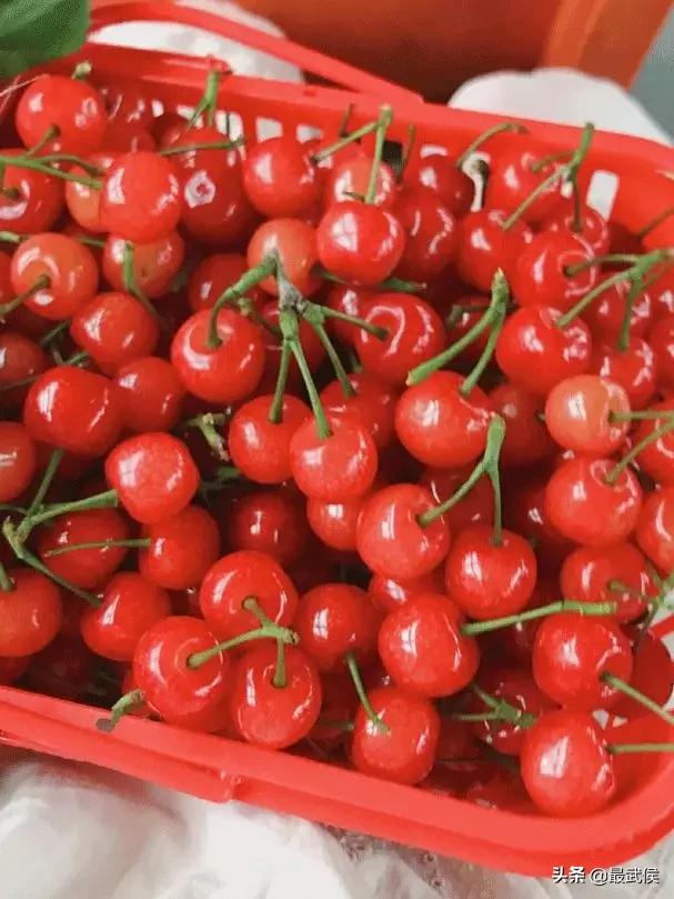 成都摘樱桃的地方不要门票,成都摘樱桃人少的地方