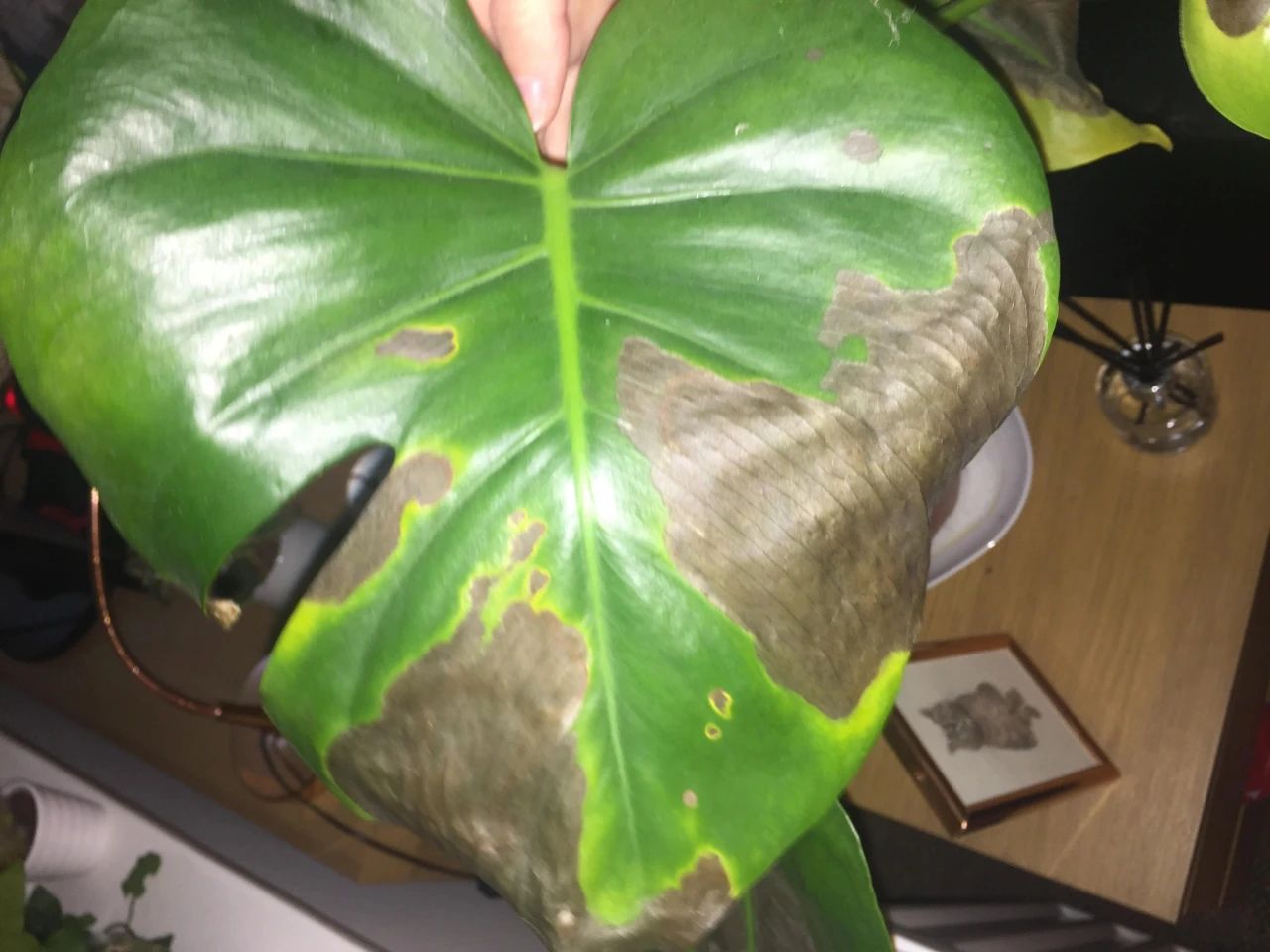 水培龟背竹黄叶后怎么处理干净,龟背竹黄叶怎么补救最佳方法