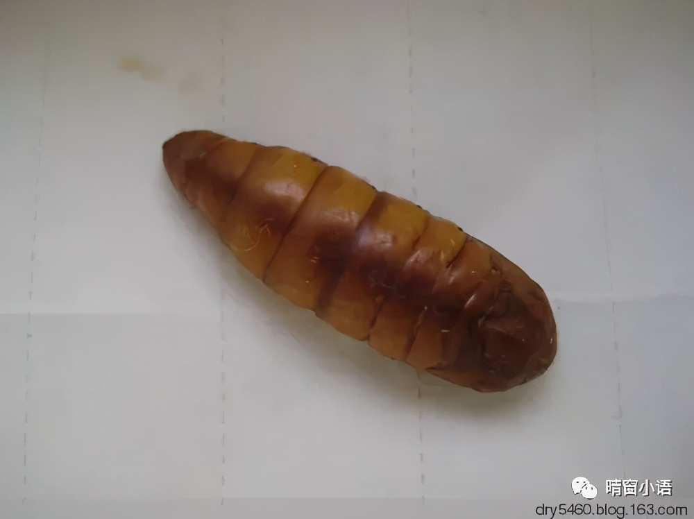 养蚕记怎么写三年级200字,蚕化蛹为蝶的过程总结