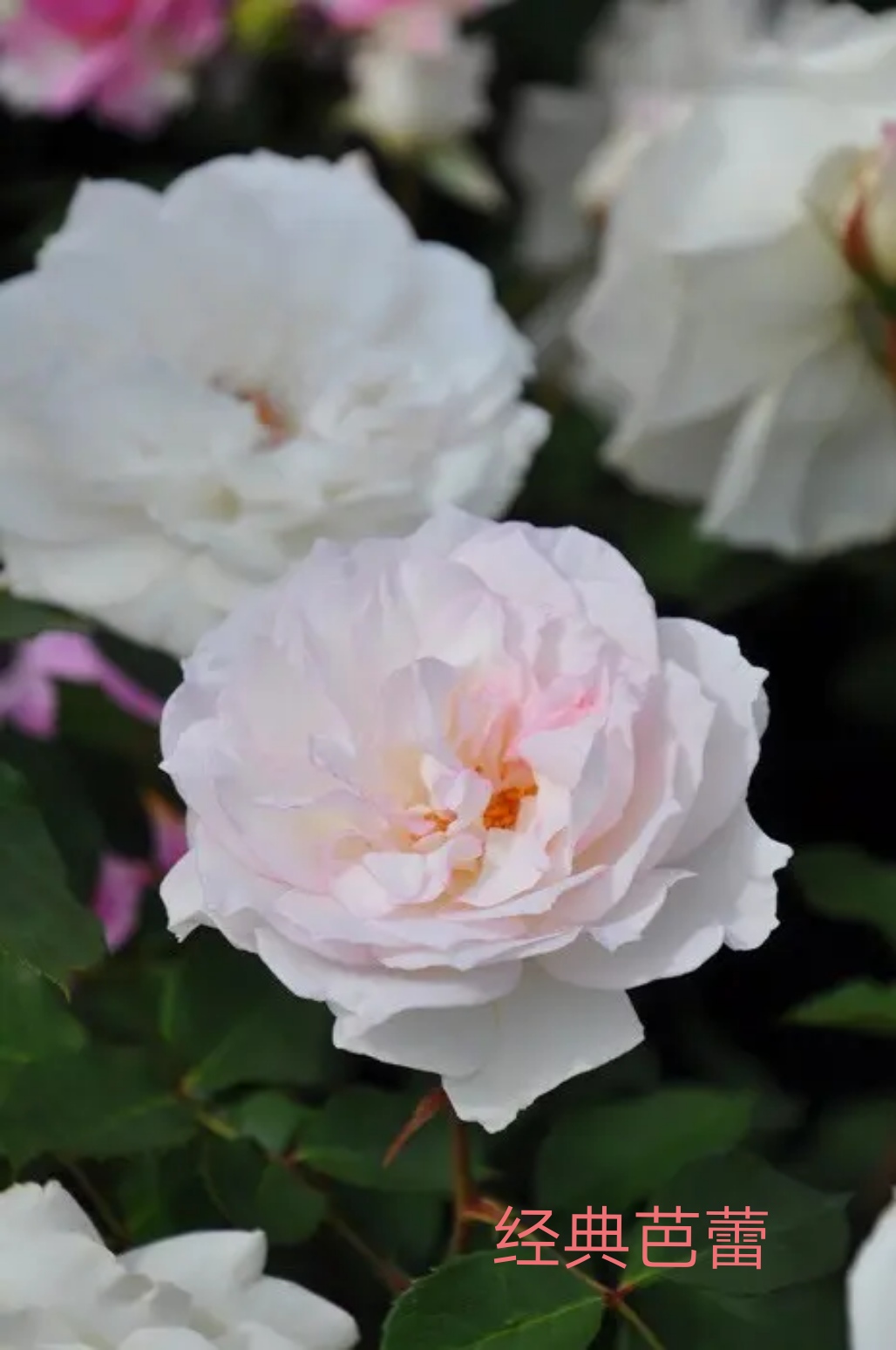 2020年木村卓功月季新品,木村卓功的月季都比较耐阴吗