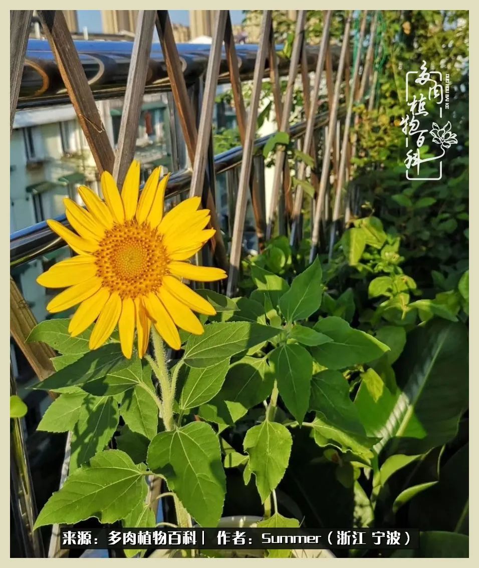 多肉小白新手入门,多肉新手上路请多指教