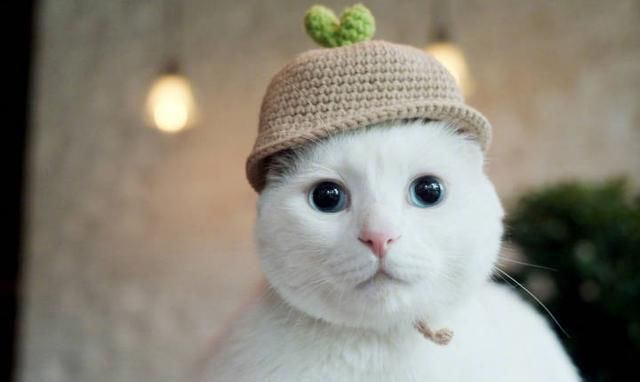 宠物猫粮销量上涨,猫粮一年卖9000万