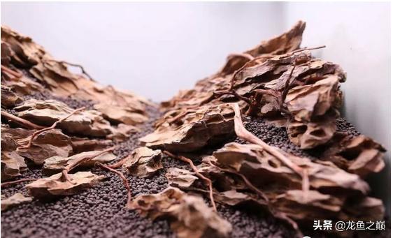 沉木与什么石头搭配造景,沉木造景选树桩还是拱桥