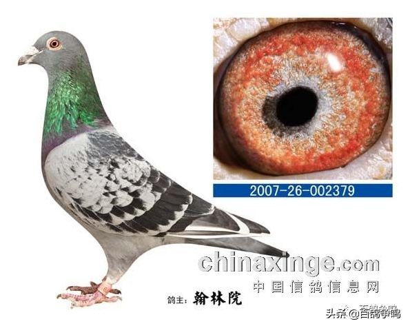 胡刚讲解雌鸽育种视频,胡刚说鸽骨体型视频