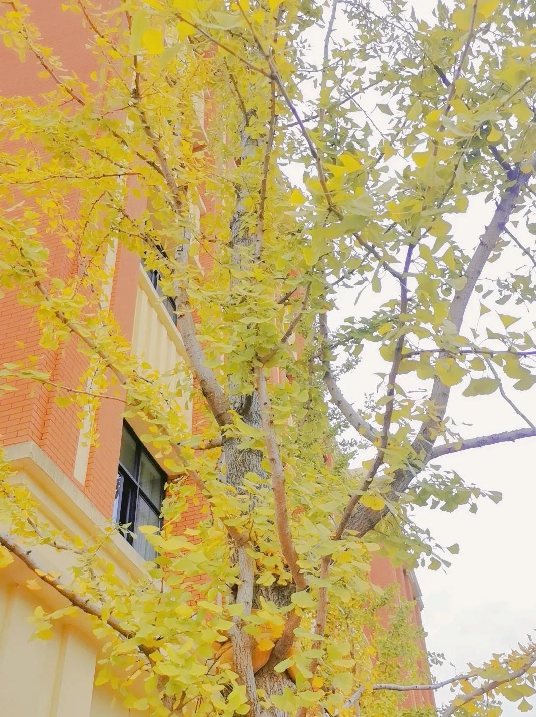 最美的风景美丽的校园,最美的风景就是校园