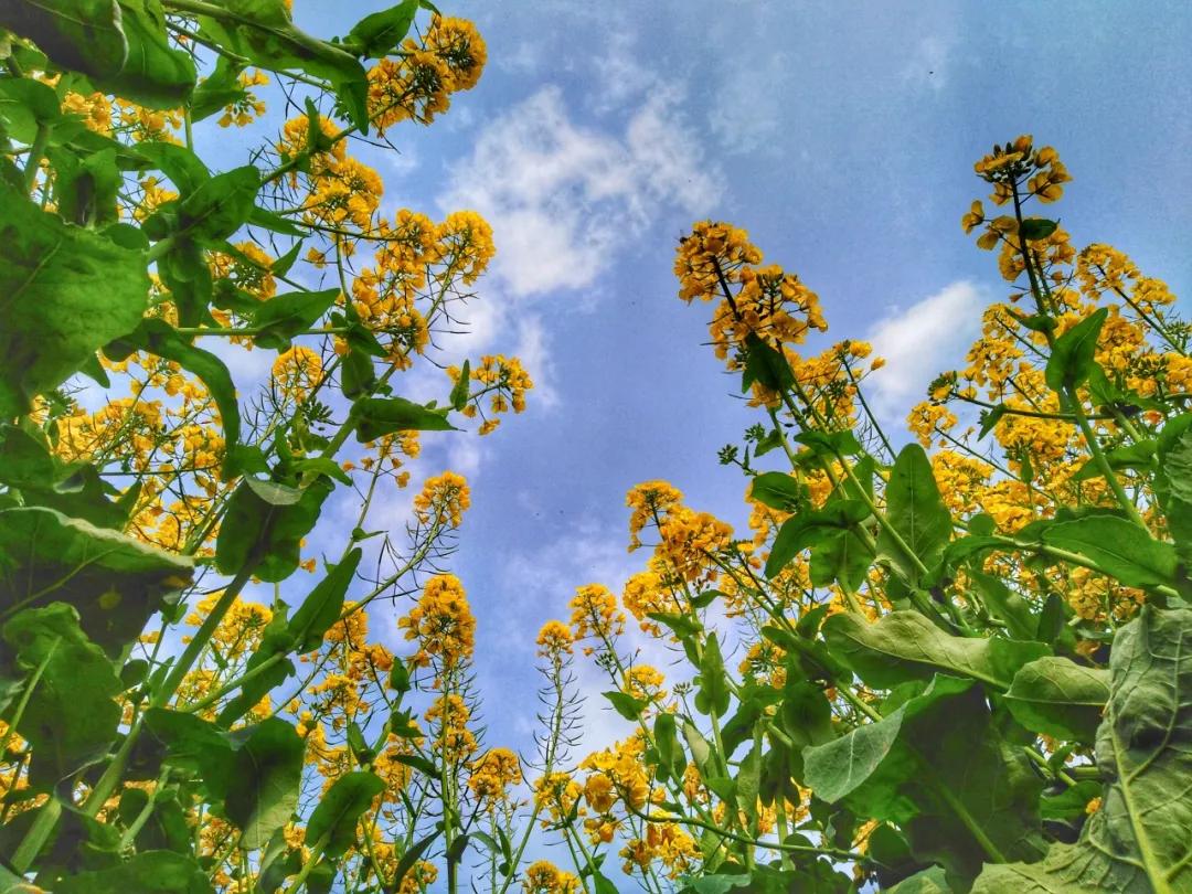 精品旅游线路乡村游亲子游,四川几大精品旅游线路