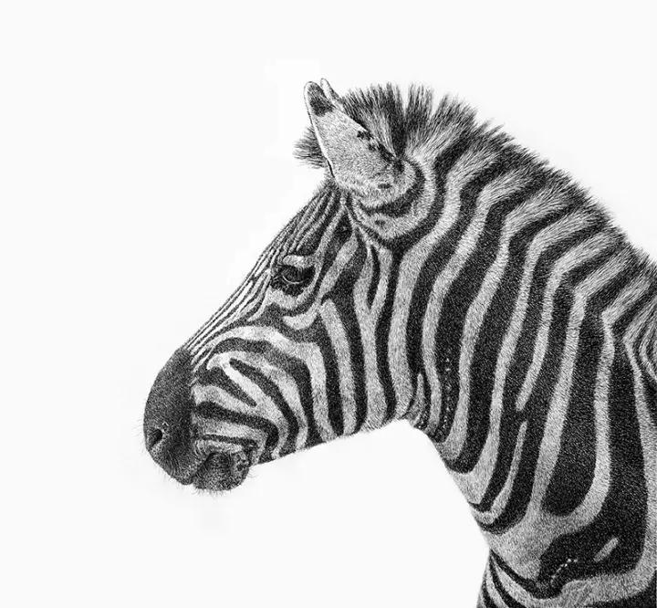 小央美钢笔画视频,极品五大钢笔画简直美爆