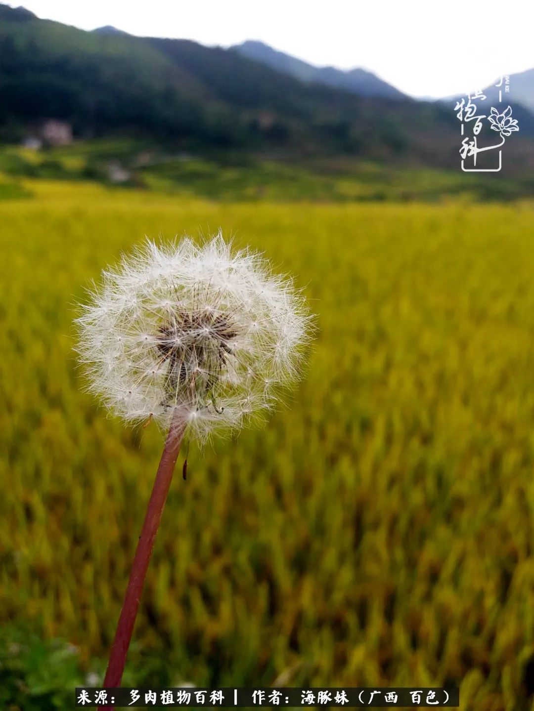 七月的雨,八月的风,多肉植物,我还是喜欢你