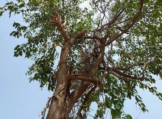 精油的有效期限是多久,精油一般开了保质期是多久