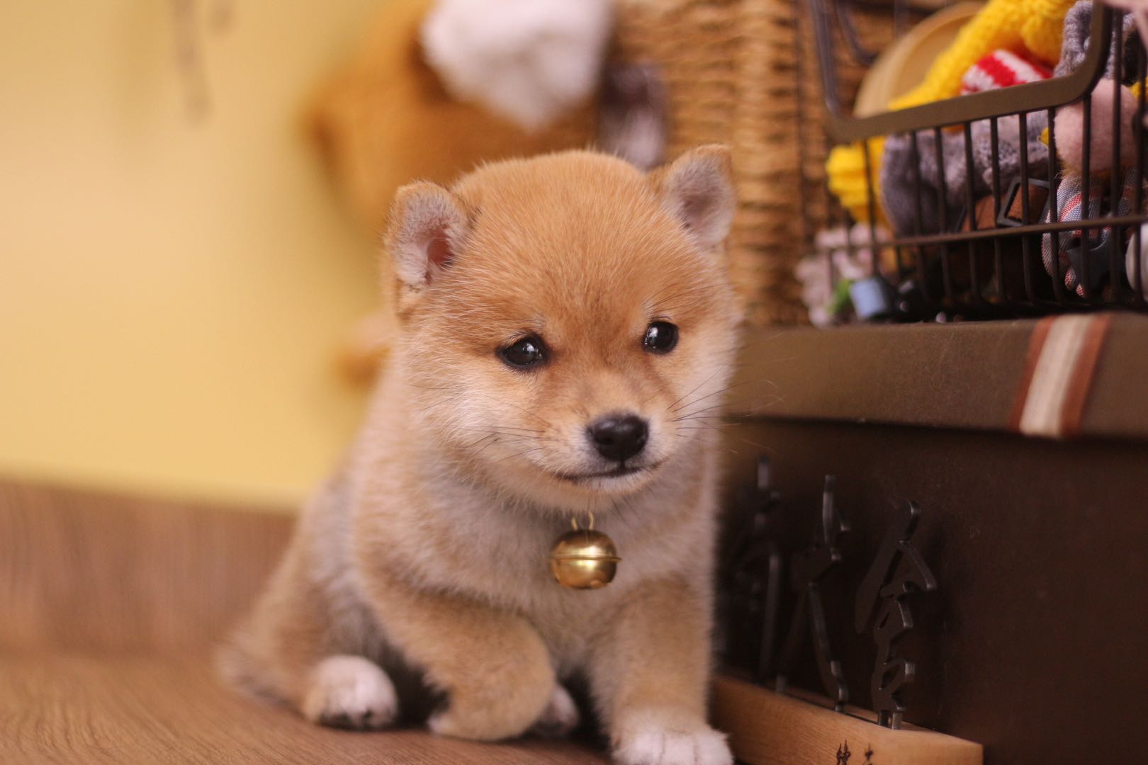 哪里可买到又便宜又正宗的柴犬,柴犬哪里买比较便宜