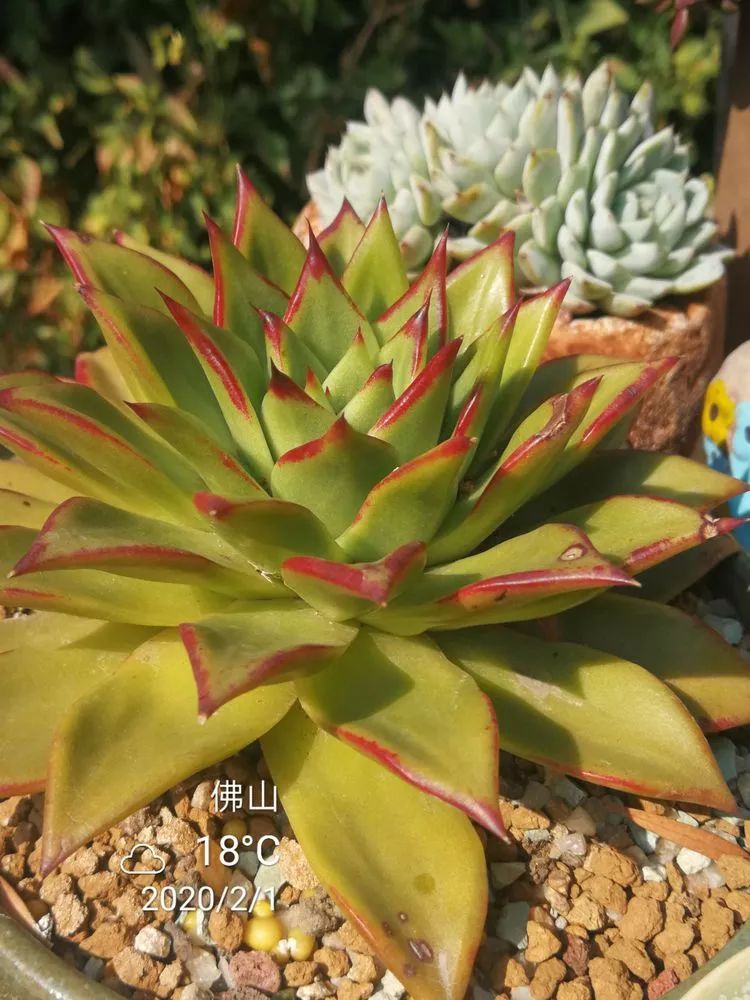 一杯清茶一道暖阳,一杯清茶温暖的时光