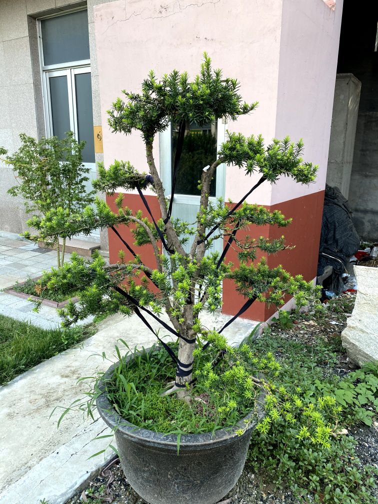 曼地亚红豆杉简介,最大的曼地亚红豆杉