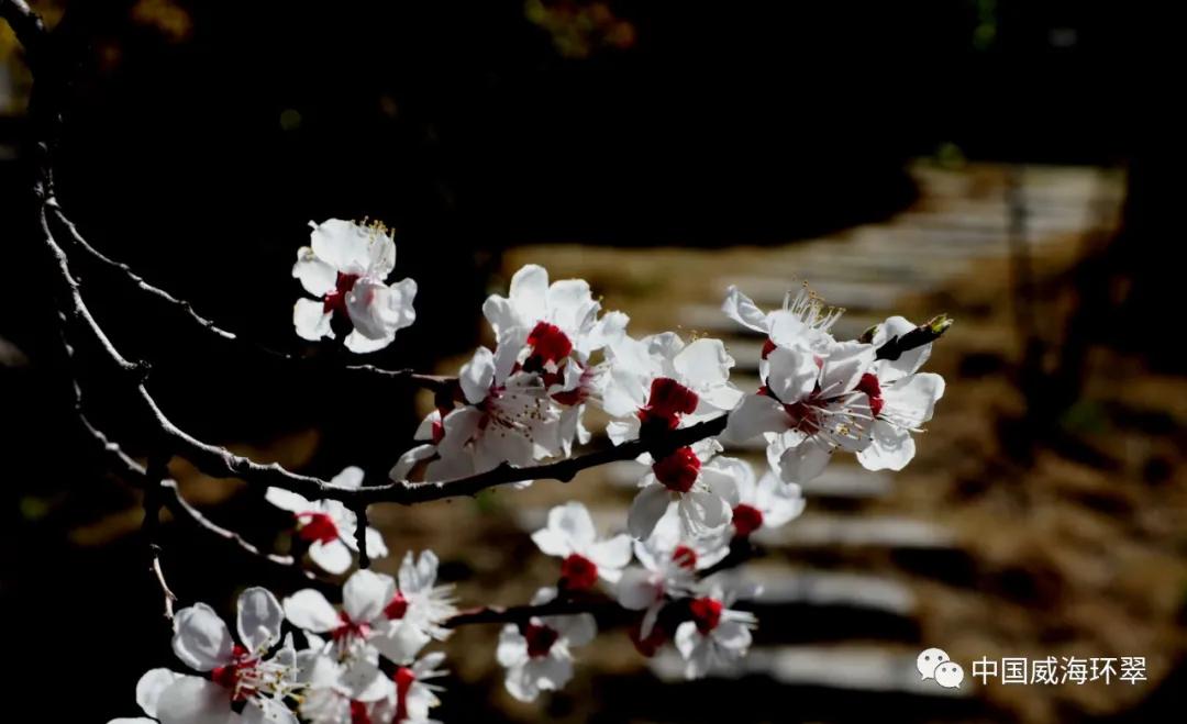 环翠景色,环翠美景