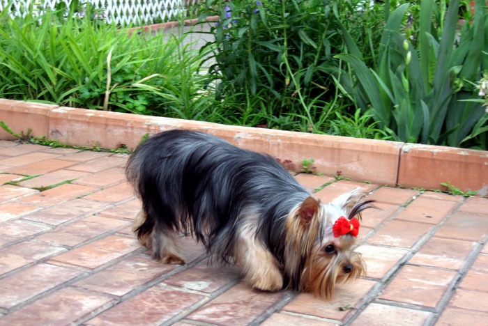 约克夏开心的表现,约克夏可爱的小狗