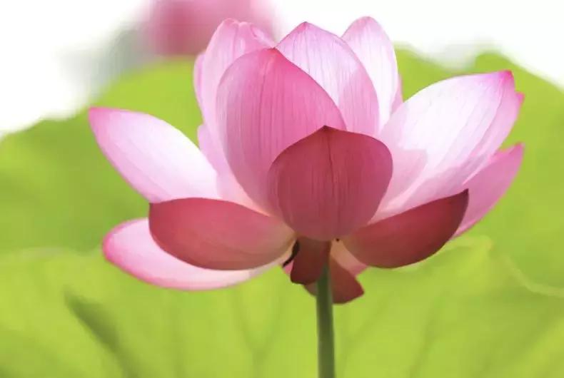 荣誉见证成长足迹,2017年耒阳一中