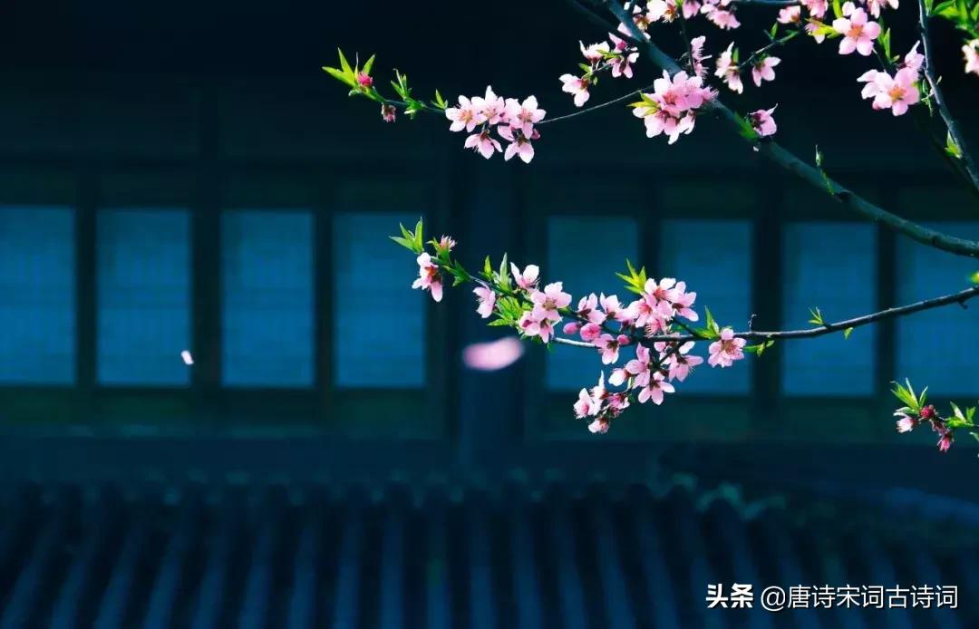 最美的桃花诗句,关于桃花的绝美诗句