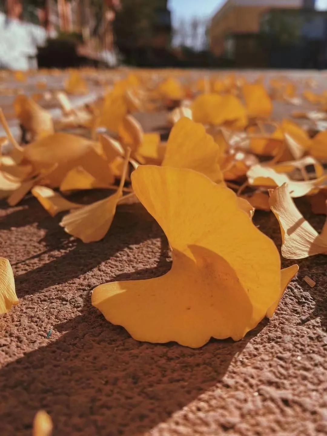 石家庄裕东小学东校区,石家庄裕东小学片内校区