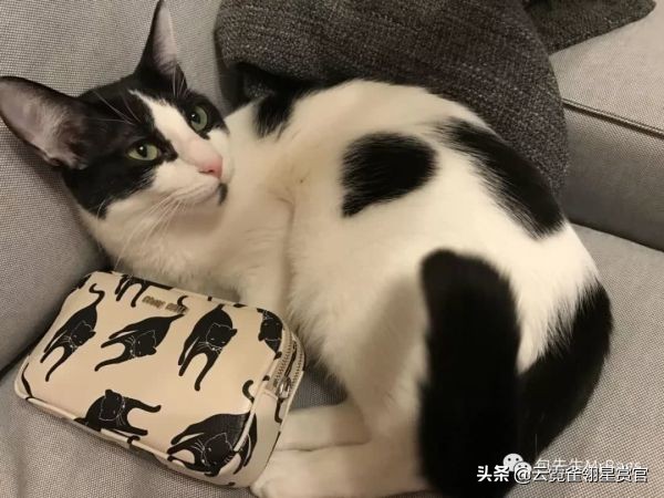 大家的包包和宠物,都太可爱了!