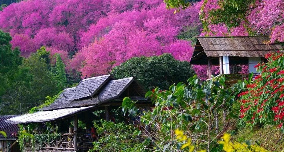 清迈夜间动物园旅游攻略,清迈到曼谷自驾游攻略