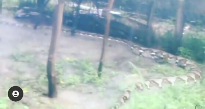 世界上最厉害的巨蟒蛇是什么蛇,世界上最大的巨蟒蛇大约多少米