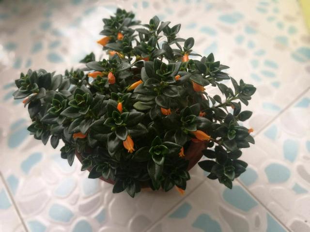 金鱼吊兰开花什么样子图片,金鱼吊兰开花的样子图片