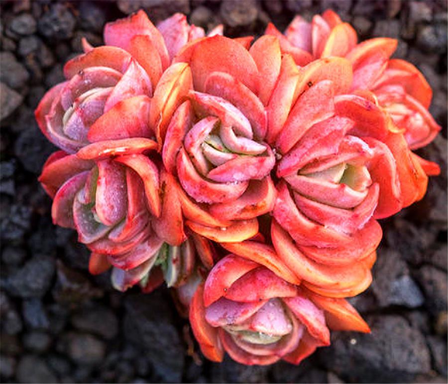 大叶子秀妍叶子徒长怎么办,多肉秀妍叶子一半枯萎