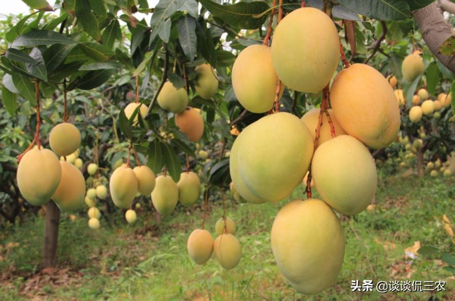 芒果怎么买才正确,怎么购买芒果最好