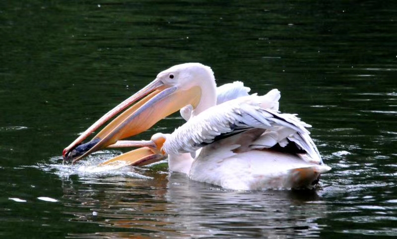 海上大量鹈鹕捕鱼,澳洲鹈鹕捕鱼图片
