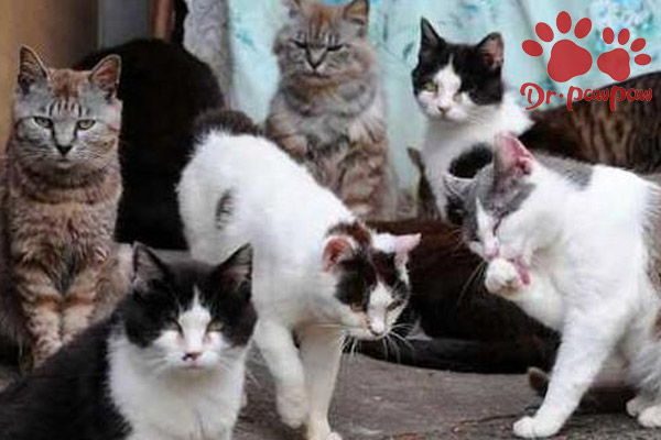 普安特宠物医生猫黄疸性肝炎怎么治疗？