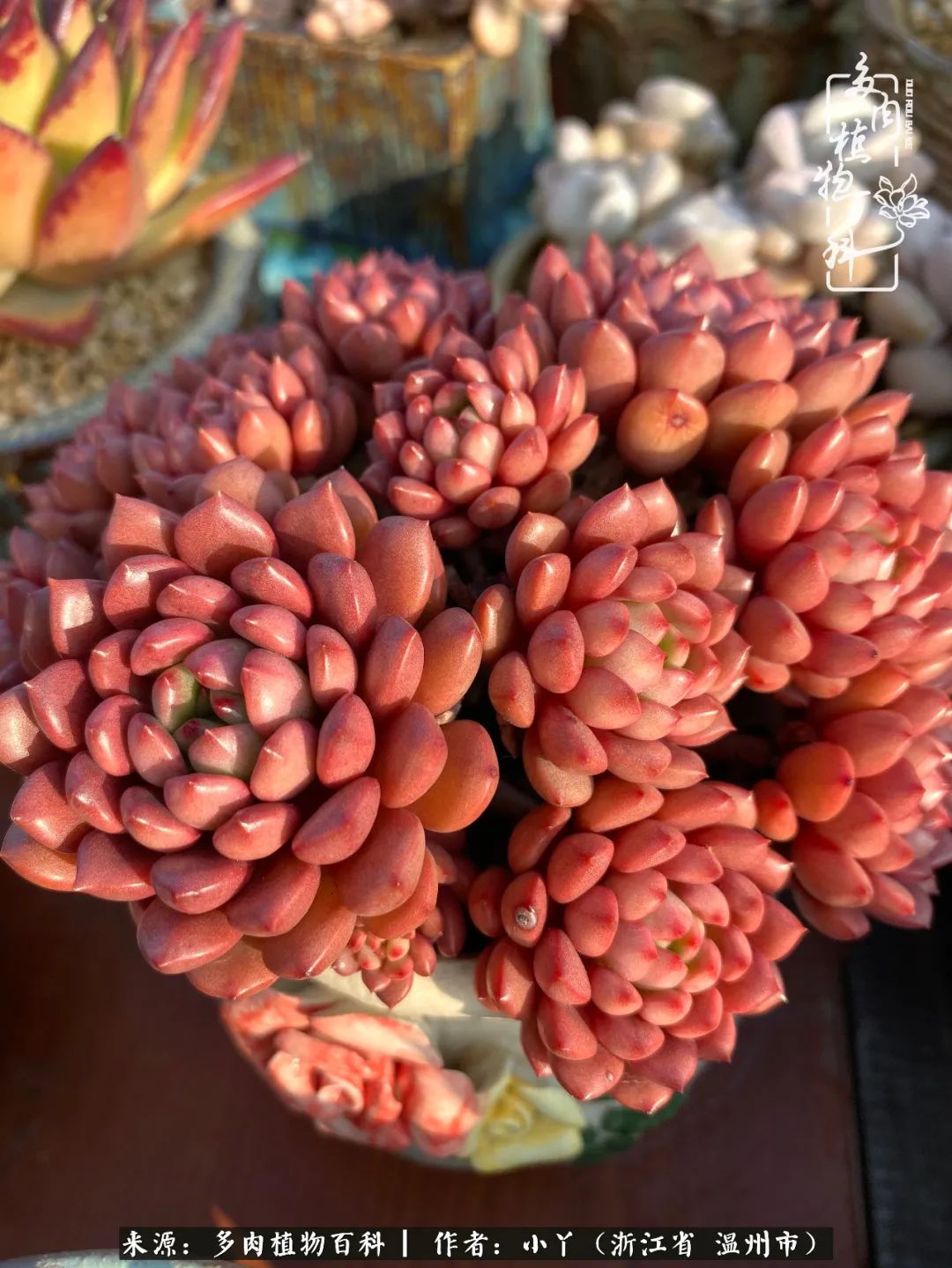 祖上无院家里无矿，一腔浪漫情怀付诸楼顶造花