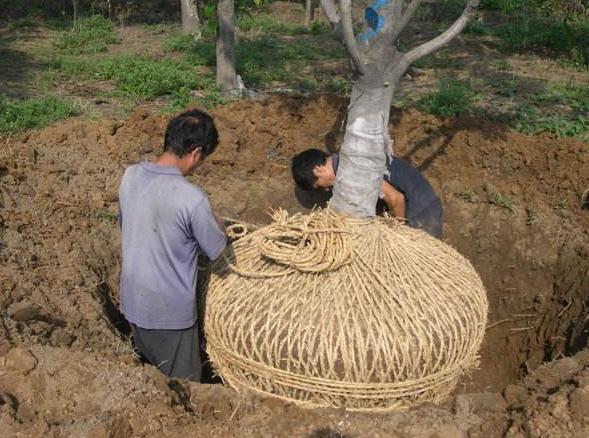 大树缠草绳的正确方法,大树根缠草绳的正确方法