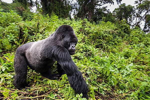 超能力银背大猩猩视频,银背大猩猩10招之内打败狮子老虎