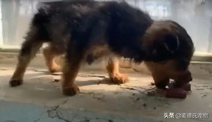 小狗狗捡回来后的成长,捡到一只小狗狗把它带回家