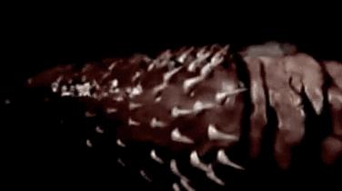 这些猫狗的照片,我也就看了10000多遍!