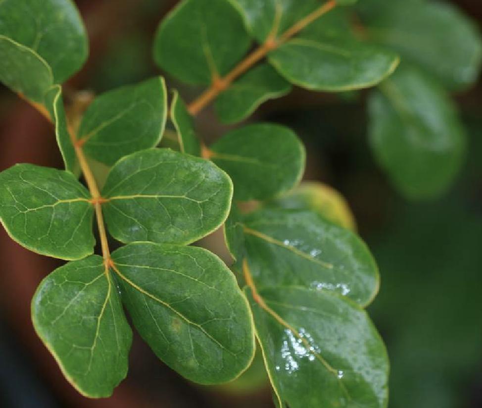 愈创木的缺点,愈创木什么价