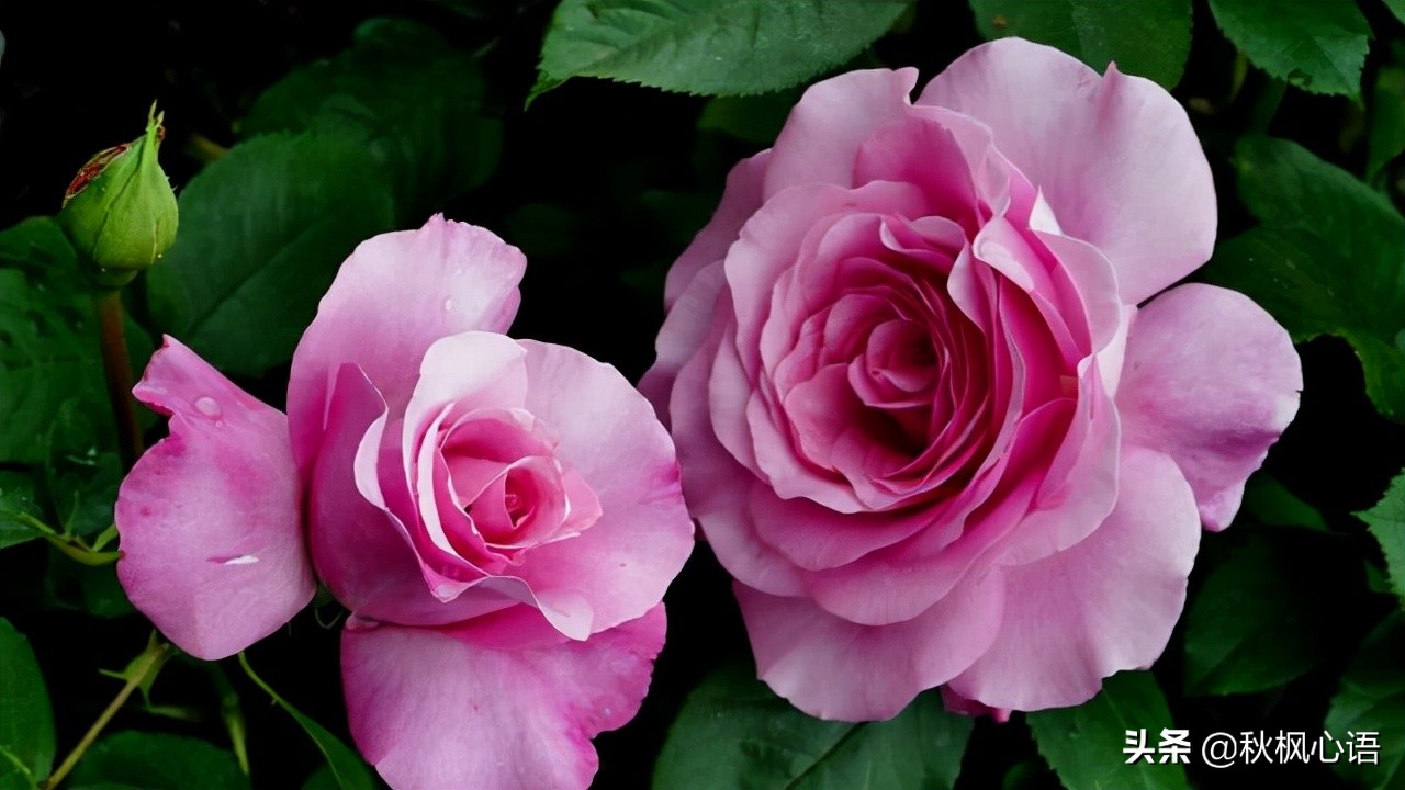 人到中年真的好累,人到了中年真的好累