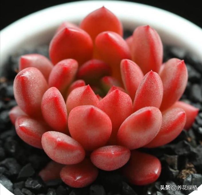 如何把多肉养得胖胖的,怎么能把多肉养得胖胖的