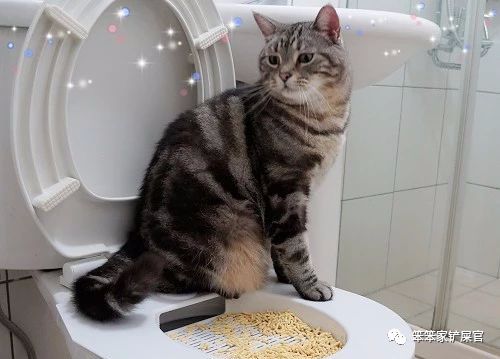 猫咪尿血治疗三天后又尿血,猫咪反复尿血吃三金片