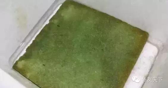 龟产蛋需要准备什么,龟产蛋后怎么护理