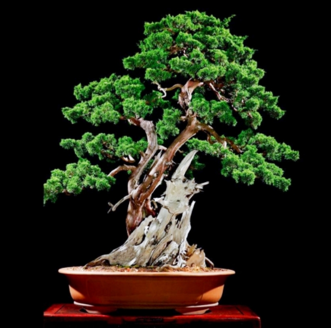 柏树舍利干涂石硫合剂多久涂一次,柏树盆景剥舍利干方法