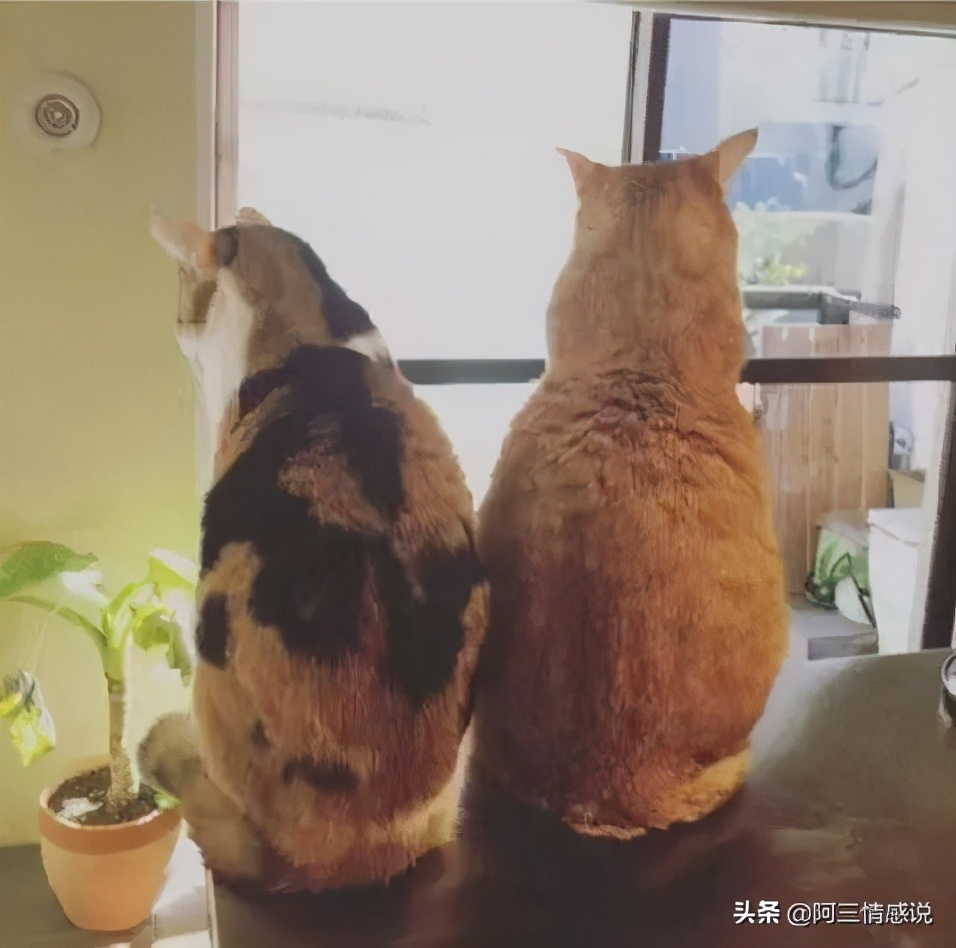 女朋友一点都不粘人什么情况,女朋友一点都不粘我怎么回事