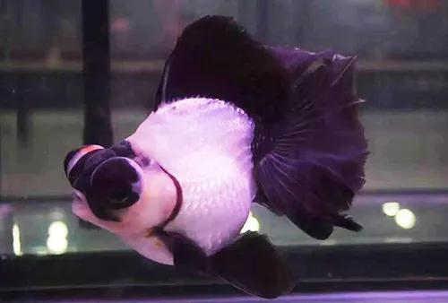 鱼缸水发腥？发臭？今天就办它